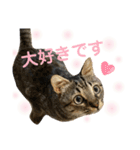キジトラきい子 スタンプ（個別スタンプ：6）