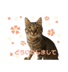 キジトラきい子 スタンプ（個別スタンプ：9）
