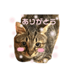 キジトラきい子 スタンプ（個別スタンプ：11）