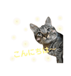 キジトラきい子 スタンプ（個別スタンプ：14）