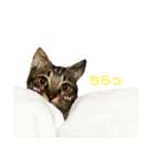 キジトラきい子 スタンプ（個別スタンプ：19）