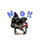 チワワのまろろん（個別スタンプ：7）