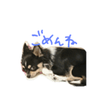 チワワのまろろん（個別スタンプ：8）
