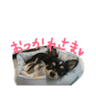 チワワのまろろん（個別スタンプ：17）