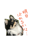 チワワのまろろん（個別スタンプ：18）