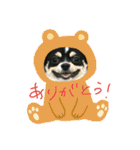 チワワのまろろん（個別スタンプ：19）