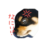 チワワのまろろん（個別スタンプ：28）