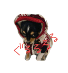 チワワのまろろん（個別スタンプ：32）