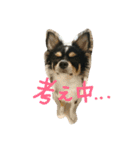 チワワのまろろん（個別スタンプ：35）