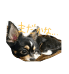 チワワのまろろん（個別スタンプ：37）