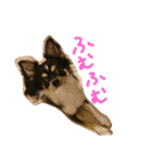 チワワのまろろん（個別スタンプ：38）