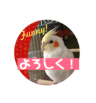オカメインコのムーン（個別スタンプ：3）