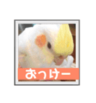 オカメインコのムーン（個別スタンプ：4）