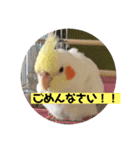 オカメインコのムーン（個別スタンプ：5）