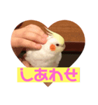 オカメインコのムーン（個別スタンプ：6）