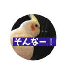 オカメインコのムーン（個別スタンプ：7）