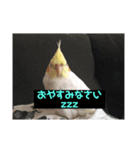 オカメインコのムーン（個別スタンプ：8）