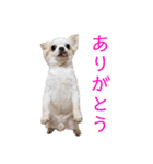 くぅコメハニー（個別スタンプ：4）