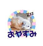 くぅコメハニー（個別スタンプ：8）