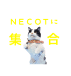 NECOTの保護猫スタッフによるスタンプ（個別スタンプ：13）