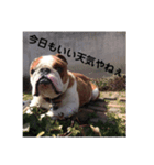 ブサ可愛のブルの日常。（個別スタンプ：2）