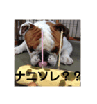 ブサ可愛のブルの日常。（個別スタンプ：5）
