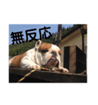 ブサ可愛のブルの日常。（個別スタンプ：6）