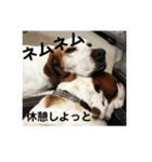 ブサ可愛のブルの日常。（個別スタンプ：8）