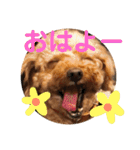 トイプードルhana＆kuro2（個別スタンプ：1）