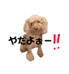 トイプードルhana＆kuro2（個別スタンプ：13）