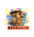 トイプードルhana＆kuro2（個別スタンプ：22）