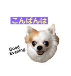 りんぴち2（個別スタンプ：1）
