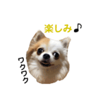 りんぴち2（個別スタンプ：4）