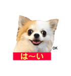 りんぴち2（個別スタンプ：5）