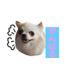 りんぴち2（個別スタンプ：10）