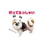 りんぴち2（個別スタンプ：11）