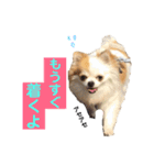 りんぴち2（個別スタンプ：13）