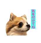 りんぴち2（個別スタンプ：15）