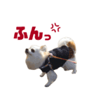 りんぴち2（個別スタンプ：19）