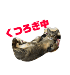 我が家のアイドルネコ♫くーちゃん（個別スタンプ：7）