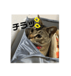我が家のアイドルネコ♫くーちゃん（個別スタンプ：8）