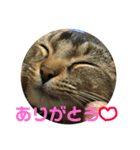 我が家のアイドルネコ♫くーちゃん（個別スタンプ：15）