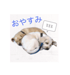 私とわんことわんこ（個別スタンプ：10）