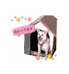 私とわんことわんこ（個別スタンプ：20）