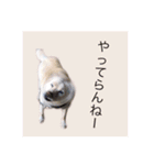 私とわんことわんこ（個別スタンプ：22）