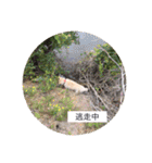 私とわんことわんこ（個別スタンプ：30）