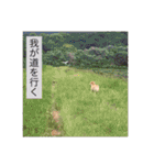 私とわんことわんこ（個別スタンプ：31）
