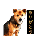 はげます動物（カワイイ編）（個別スタンプ：1）
