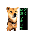 はげます動物（カワイイ編）（個別スタンプ：2）