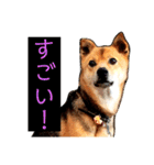 はげます動物（カワイイ編）（個別スタンプ：3）